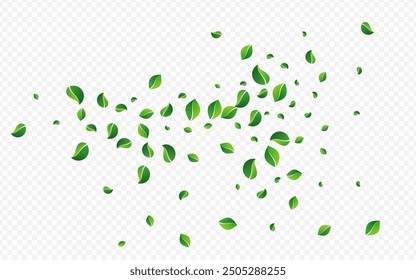 Mint Foliage Nature Vector Transparent Background. Wind Greens Border. Forest Leaves Tree Pattern. Leaf Transparent Backdrop.