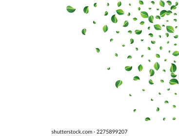 Mint Foliage Nature Vector White Background. Tea Greens Design. Olive Leaf Forest Branch. Leaves Tree Illustration.