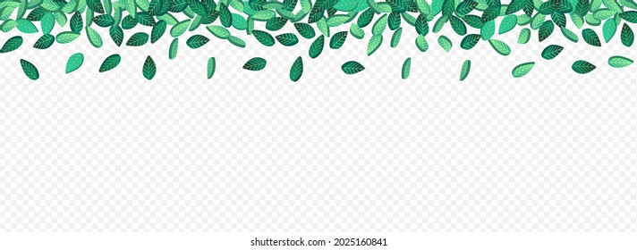 Mint Foliage Organic Vector Panoramic Transparent Background Illustration. Wind Leaves Banner. Forest Greens Falling Plant. Leaf Ecology Template.