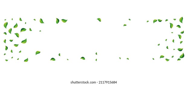 Mint Foliage Organic Vector Panoramic White Background. Fresh Leaves Backdrop. Lime Leaf Nature Design. Greens Tea Branch.