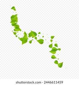 Mint Foliage Organic Vector Transparent Background Concept. Transparent Greens Branch. Lime Leaves Falling Design. Leaf Ecology Backdrop.