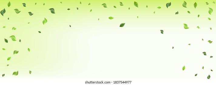 Mint Foliage Spring Vector Panoramic Green Background Wallpaper. Realistic Leaf Illustration. Forest Greenery Tree Plant. Leaves Nature Banner.