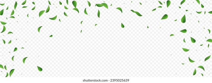 Mint Foliage Spring Vector Panoramic Transparent Background Border. Blur Greens Banner. Olive Leaves Ecology Pattern. Leaf Tree Design.