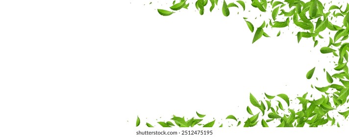 Mint Foliage Spring Vector Panoramic White Background Pattern. Realistic Greens Backdrop. Forest Leaf Tea Plant. Leaves Fly Wallpaper.