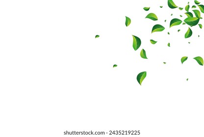 Mint Foliage Swirl Vector White Background. Nature Leaves Illustration. Green Greens Flying Border. Leaf Transparent Concept.