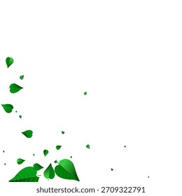 Frontera de fondo blanco de Vector de remolino de follaje de menta. Planta de hoja realista. Anuncio del bosque de Olive Greens. Hojas que caen rama.