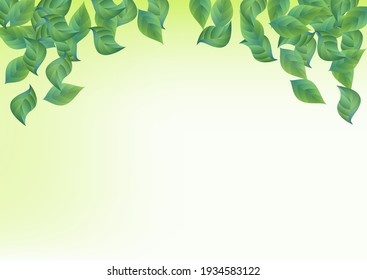 Mint Foliage Tea Vector Green Background Illustration. Herbal Leaf Plant. Swamp Leaves Organic Border. Greenery Wind Design.
