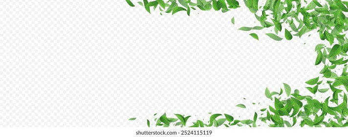 Mint Foliage Transparent Vetor Borda de Fundo Transparente Panorâmica. Conceito de Folhas de Árvore. Verde-Oliva Padrão De Queda. Fundo de folhas de ervas.