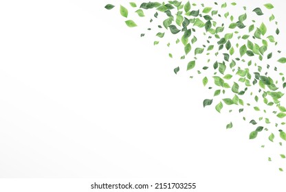 Mint Foliage Tree Vector White Background Template. Nature Leaves Design. Olive Greenery Organic Illustration. Leaf Wind Pattern.