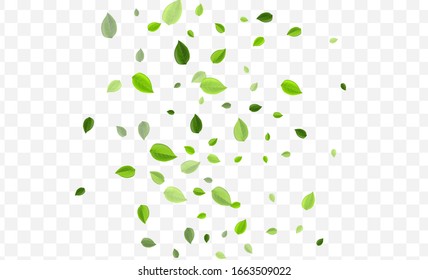 Mint Foliage Vector Backdrop. Green Leaves Swirl Pattern. Abstract Design. Olive Greens Fresh Illustration.