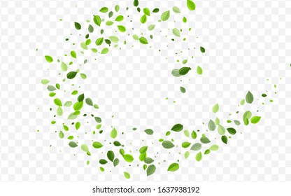 Mint Foliage Vector Concept. Green Leaf Flying Poster. Forest Border. Grassy Leaves Fresh Template.