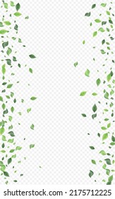 Mint Foliage Wind Vector Transparent Background Banner. Motion Leaf Illustration. Olive Leaves Tree Plant. Greenery Abstract Poster.