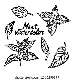 Mint graphics outline graphic branches, leaves. Black and white outline spice. Hand drawn illustrations black and white isolated EPS file for packaging design, postcards, textiles