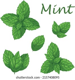 Mint. Green mint leaves. A fragrant medicinal plant for seasoning. Vector illustration isolated on a white background