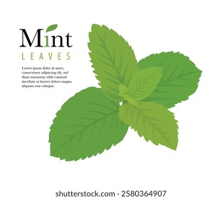 Mint. Green mint leaves. A fragrant medicinal plant for seasoning. Vector illustration isolated on a white background stock illustration