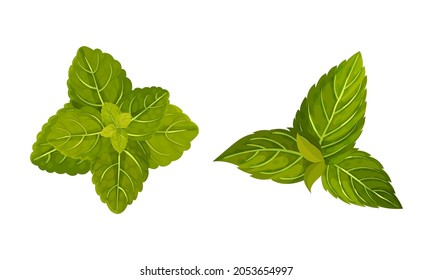 Mint green leaves set. Fresh spearmint, peppermint herbal plant, organic product vector illustration