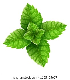 Mint green leaves top view. Main natural organic ingredient for refreshing drinks like lemonade or mojito. Isolated white background. Realistic EPS10 vector illustration.