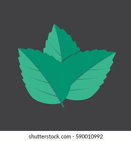 Mint green vector illustration. Mint vector