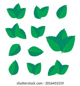 Mint green vector illustration set. Mint logo vector