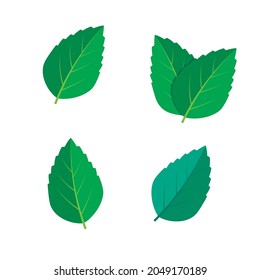Mint green vector illustration set. Mint green vector