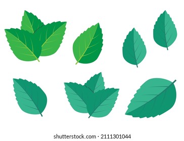 Mint green vector illustration set. Mint logo vector