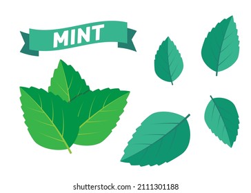 Mint green vector illustration set. Mint logo vector
