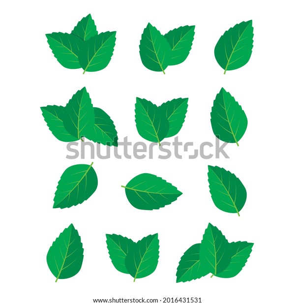 Mint Green Vector Illustration Set Mint Stock Vector (Royalty Free ...