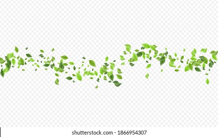 Mint Greenery Falling Vector Transparent Background Border. Organic Leaves Brochure. Swamp Leaf Ecology Branch. Foliage Fresh Wallpaper.