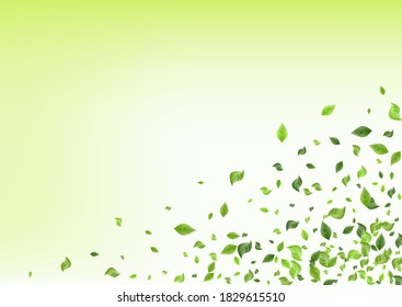 Minzgrün Frische Vektorgrüne Hintergrundmuster. Baumfoliendesign. Sumpflehne wirbeln Poster. Bleibt Fliegenhintergrund.
