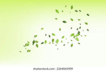 Mint Greenery Herbal Vector Green Background Template. Ecology Foliage Poster. Lime Leaf Forest Backdrop. Leaves Motion Illustration.