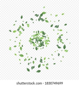 Mint Greenery Organic Vector Transparent Background Design. Blur Leaves Branch. Forest Leaf Ecology Pattern. Foliage Tea Plant.