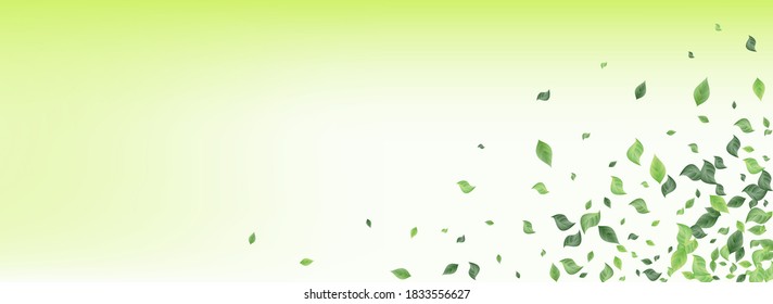 Mint Greenery Wind Vector Panoramic Green Background Plant. Spring Leaves Concept. Lime Foliage Abstract Border. Leaf Nature Poster.