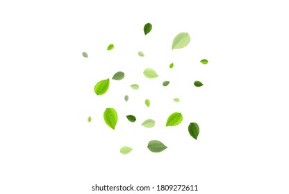 Mint Greens Abstract Vector Banner. Forest Leaves Branch. Grassy Foliage Blur Design. Leaf Wind Pattern.