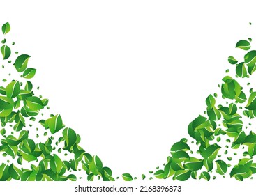 Mint Greens Abstract Vector White Background. Organic Leaf Wallpaper. Olive Foliage Herbal Banner. Leaves Falling Poster.