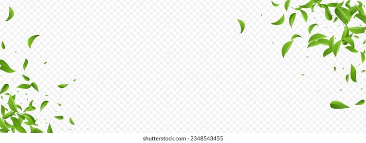 Mint Greens Ecology Vector Panoramic Transparent Background Illustration. Abstract Leaves Template. Swamp Leaf Swirl Branch. Foliage Transparent Brochure.