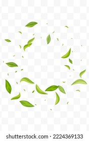 Mint Greens Ecology Vector Transparent Background Template. Wind Leaves Wallpaper. Grassy Foliage Blur Poster. Leaf Falling Backdrop.