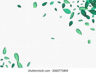 Plantilla De Fondo Transparente De Vector De Mención Verdes Que Caen. Cartel de las hojas de té. Frontera de la Selva Verde. Ilustración de movimiento de flotación.