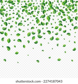 Mint Greens Falling Vector Transparent Background. Fly Leaf Border. Olive Leaves Tree Template. Foliage Fresh Poster.