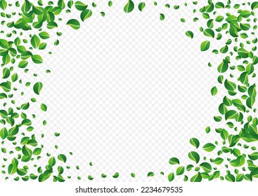 Mint Greens Fly Vector Transparent Background. Forest Leaves Template. Swamp Foliage Motion Wallpaper. Leaf Ecology Banner.