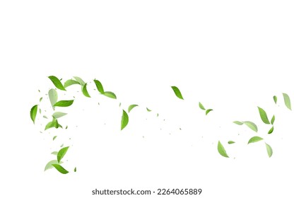 Mint Greens Fly Vector White Background Wallpaper. Transparent Foliage Backdrop. Forest Leaf Herbal Illustration. Leaves Abstract Plant.