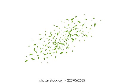 Mint Greens Flying Vector White Background Plant. Realistic Leaves Poster. Lime Foliage Nature Wallpaper. Leaf Transparent Banner.