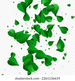 Mint Greens Fresh Vector Transparent Background Poster. Motion Foliage Concept. Swamp Leaf Herbal Backdrop. Leaves Realistic Design.