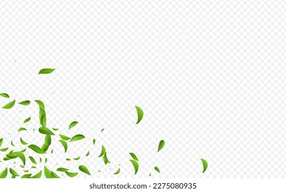 Mint Greens Fresh Vector Transparent Background Branch. Flying Foliage Brochure. Olive Leaves Abstract Template. Leaf Tree Wallpaper.