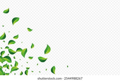 Mint Greens Fresh Vetor fundo transparente. Conceito de Folha Abstrata. Pântano Foliage Forest Poster. Deixa O Modelo Voador.