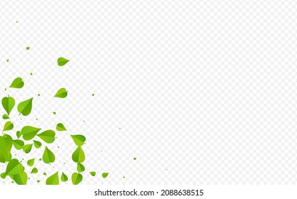 Mint Greens Kräutervektordurchsichtige Hintergrundpflanze. Blättern Sie die Vorlage. Grasblättriges Naturmuster. Verlassen Sie die neue Zweigstelle.
