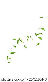 Mint Greens Motion Vector White Background Pattern. Wind Leaves Concept. Swamp Leaf Transparent Plant. Foliage Flying Poster.