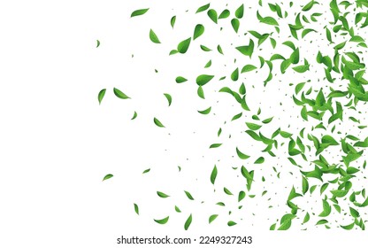 Mint Greens Nature Vector White Background Branch. Abstract Leaf Wallpaper. Green Leaves Herbal Design. Foliage Tea Poster.