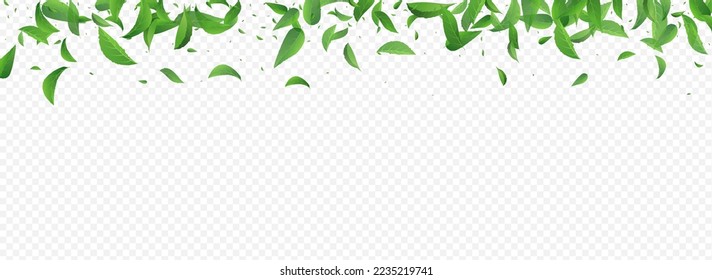 Mint Greens Organic Vector Panoramic Transparent Background Concept. Fly Leaf Illustration. Grassy Foliage Motion Pattern. Leaves Realistic Template.