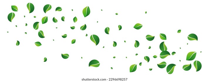 Mint Greens Organic Vector Panoramic White Background. Realistic Leaf Template. Olive Leaves Flying Backdrop. Foliage Transparent Poster.