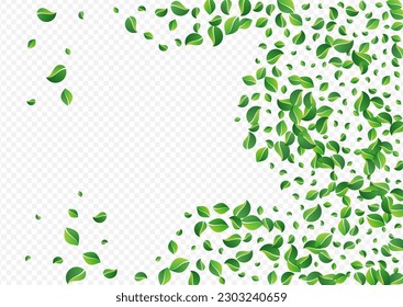 Fondo transparente vectorial orgánico de Mint Greens. Resumen deja frontera. El Nuevo Concepto De La Hoja Grasada. Folleto Realista Foliage.